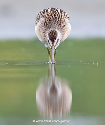 Short-billed Dowitcher drink