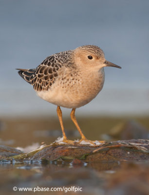 Buff-breasted Sandpiper (juvenile)