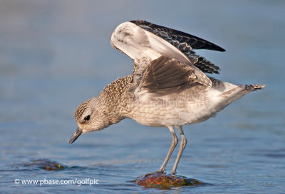 Black-Bellied Plover wing-stretch