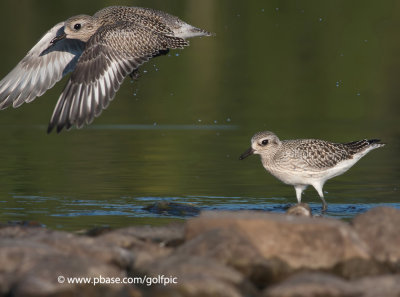 Black-Bellied Plovers