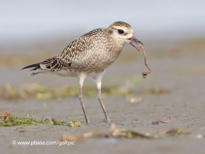 American Golden Plover snaps worm in half