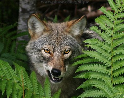 Wild coyote at Benjies Lake