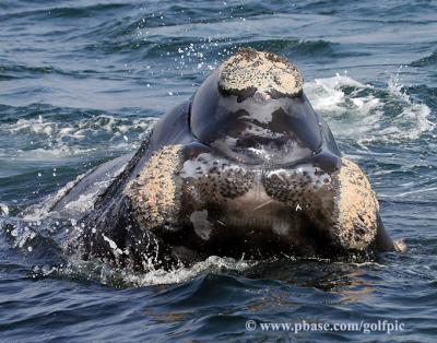 North Atlantic Right Whale swimming toward our boat in the Bay of Fundy