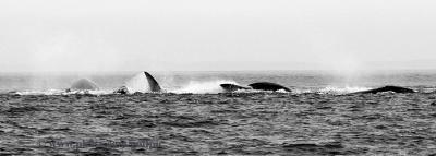 North Atlantic Right Whales frolicking.   It's an orgy!, shouted the ships mate.