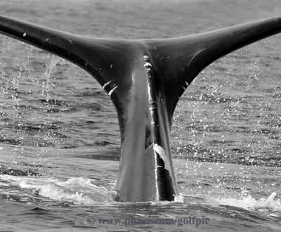 North Atlantic Right Whale.  Close-up of tail area.