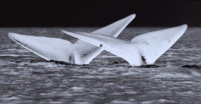 North Atlantic Right Whale pair