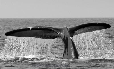 North Atlantic Right Whale fluke