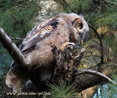Great Horned Owl (Juvenile)