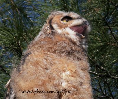Great Horned Owl (Juvenile) yawning