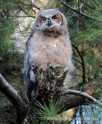 Great Horned Owl (juvenile)