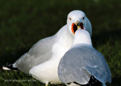 g4/13/6313/3/59640938.gull6.jpg
