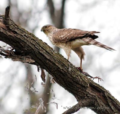 Coopers Hawk plucks feathers from fresh caught prey