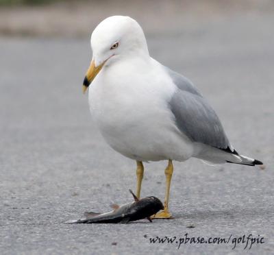 I beg of you Mr. Gull, please don't eat me.