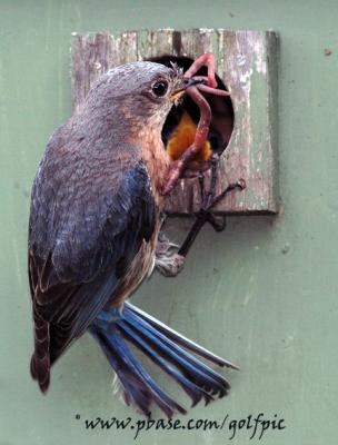 Hungry mouths to feed