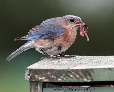 Eastern Bluebird (female) with worm