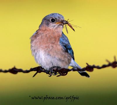 Eastern Bluebird (female) with insect