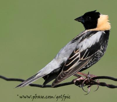 Bobolink.  The only American bird that is black underneath and white on the back.