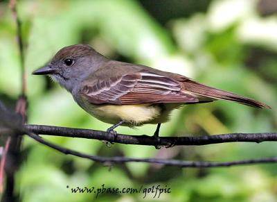 Great Crested Flycatcher