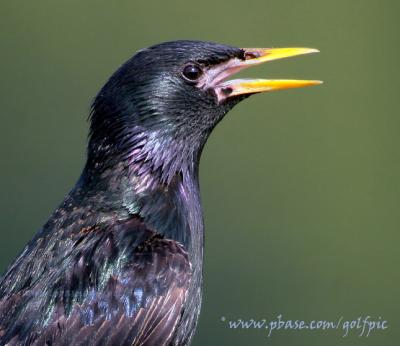 European Starling (male)