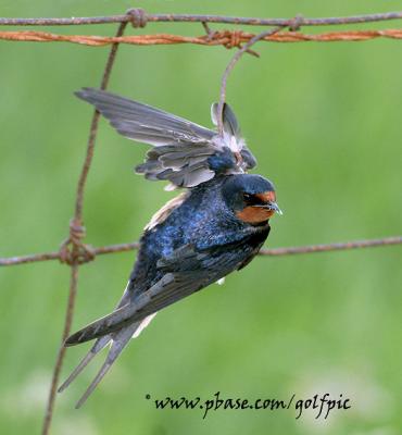 Barn Swallow caught on fence