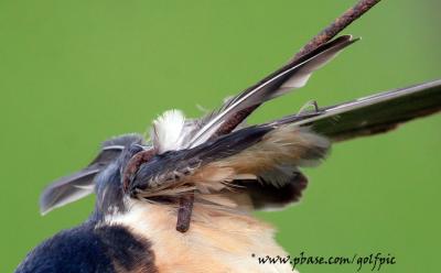 Stuck wing close-up