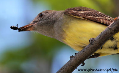 Great Crested Flycatcher with a juicy treat