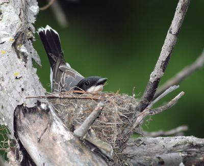 The hapless victim of the Yellow Warbler