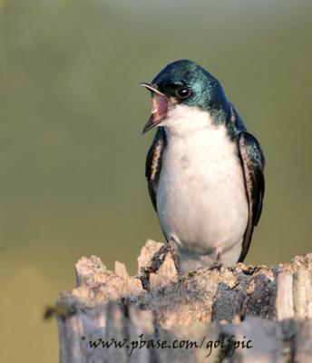 Tree Swallow