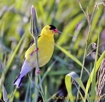 American Goldfinch