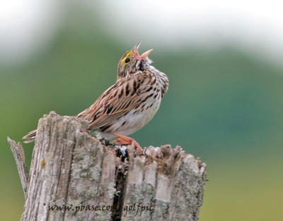 Sparrow song