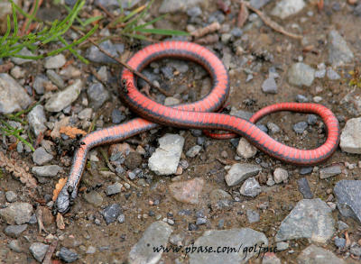Ants crawling over Northern Redbelly Snake
