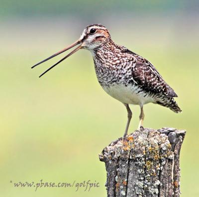 Wilson's Snipe feeds on larval insects, worms, crustaceans, mollusks, some vegetation and seeds.