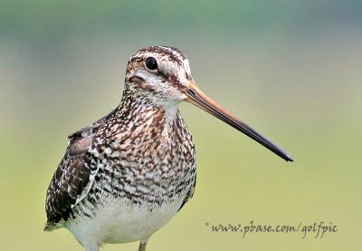 Wilson's Snipe (the bill is very flexible and the tips can be opened without movement at base of bill)