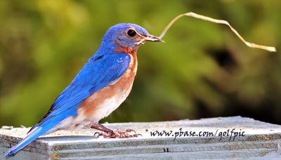 Male Eastern Bluebird fakes housework to impress the ladies (really)