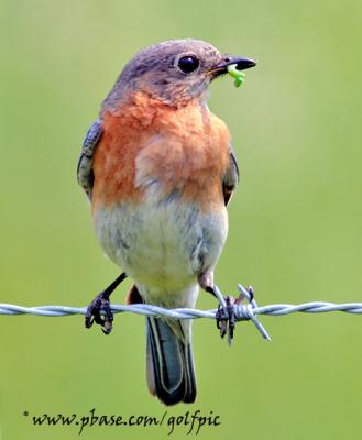 Female Eastern Bluebird with green caterpillar