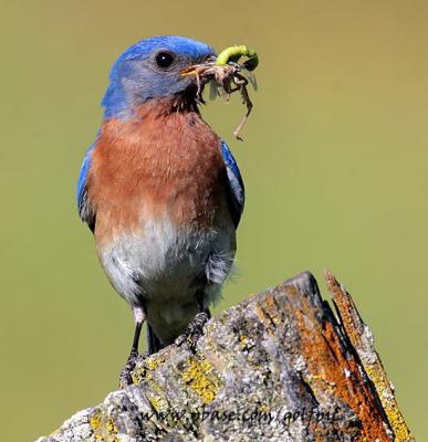Bluebird (male) with a beak full of insects