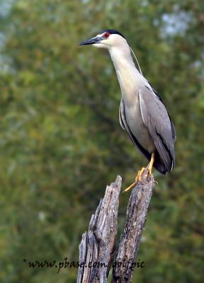 Black-crowned Night Heron