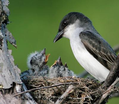 Eastern Kingbird and young