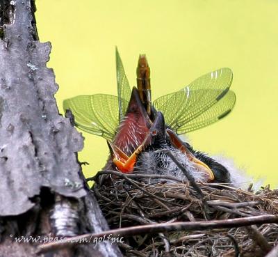 Eastern Kingbird baby swallows Dragonfly