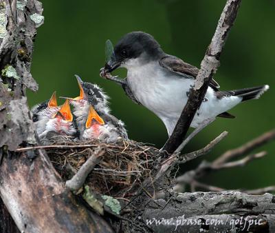 Eastern Kingbirds thriving after storm