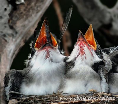 Baby Kingbird feeding close-up.