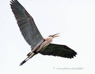 Great Blue Heron flight