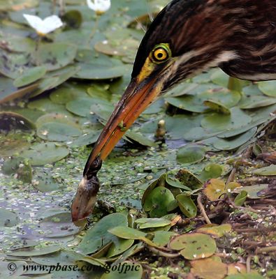 A little fishie but the Green Heron will patiently wait for little snacks like this.