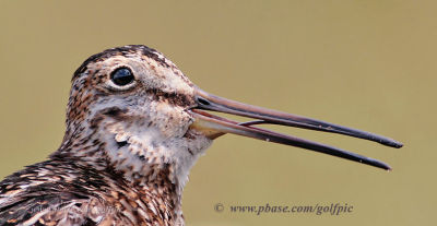 Wilson's Snipe