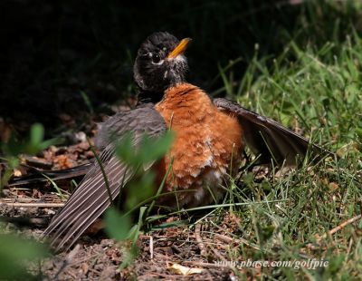 How hot was it?  High temps even have Robins looking for ways to cool off.
