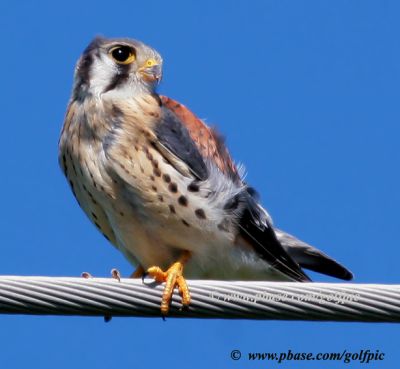 American Kestrel (male)