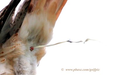 The business end of a Red-tailed Hawk