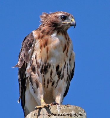 Red-tailed Hawk