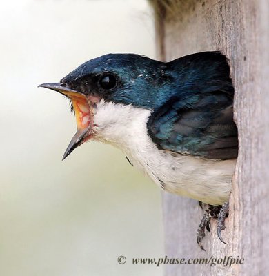 Tree Swallow (male)