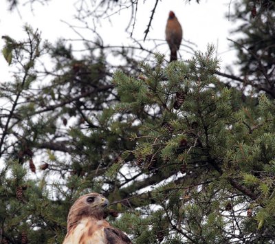 A female Cardinal kept sounding the alert the whole time the hawk was perched there.